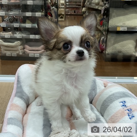 福岡県のチワワ(ロング) (ペットプラス 八幡東店/2026年1月26日生まれ/男の子/ホワイトセーブル)の子犬の4枚目の画像