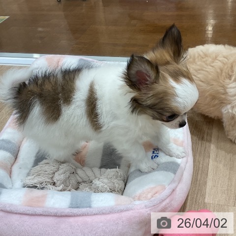 福岡県のチワワ(ロング) (ペットプラス 八幡東店/2026年1月26日生まれ/男の子/ホワイトセーブル)の子犬の3枚目の画像