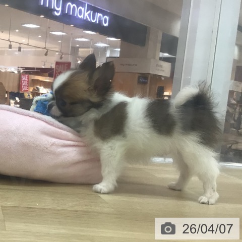 宮崎県のチワワ(ロング) (ペットプラス 宮崎店/2026年1月26日生まれ/男の子/ホワイトセーブル)の子犬の4枚目の画像