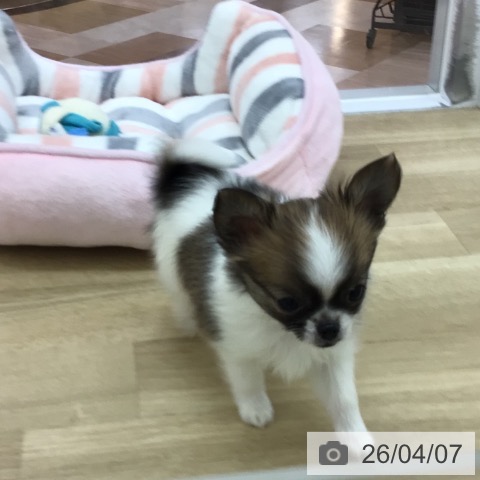 宮崎県のチワワ(ロング) (ペットプラス 宮崎店/2026年1月26日生まれ/男の子/ホワイトセーブル)の子犬の3枚目の画像