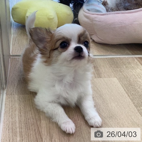 福岡県のチワワ(ロング) (ペットプラス ららぽーと福岡店/2026年1月26日生まれ/女の子/ホワイトフォーン)の子犬の4枚目の画像