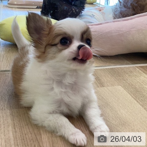 福岡県のチワワ(ロング) (ペットプラス ららぽーと福岡店/2026年1月26日生まれ/女の子/ホワイトフォーン)の子犬の3枚目の画像