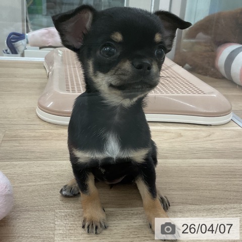 福岡県のチワワ(ロング) (ペットプラス 八幡東店/2026年1月28日生まれ/女の子/ブラックタンホワイト)の子犬の4枚目の画像