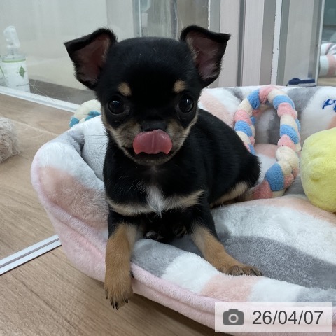 福岡県のチワワ(ロング) (ペットプラス 八幡東店/2026年1月28日生まれ/女の子/ブラックタンホワイト)の子犬の3枚目の画像