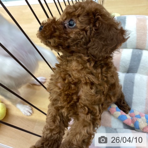 福岡県のトイプードル(トイ) (ペットプラス MARK IS 福岡ももち店/2026年2月4日生まれ/男の子/レッド)の子犬の4枚目の画像