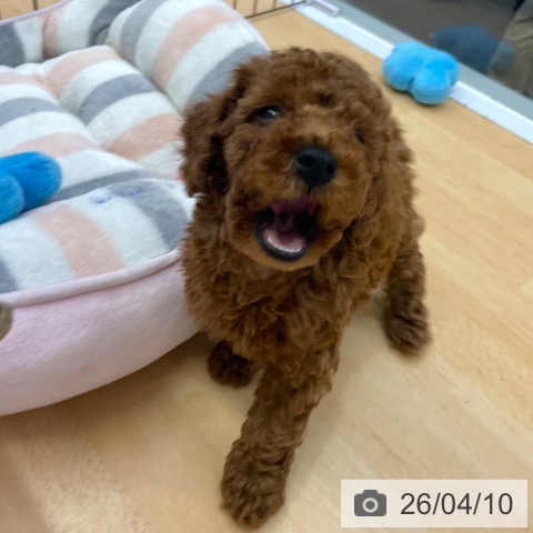 福岡県のトイプードル(トイ) (ペットプラス MARK IS 福岡ももち店/2026年2月4日生まれ/男の子/レッド)の子犬の3枚目の画像