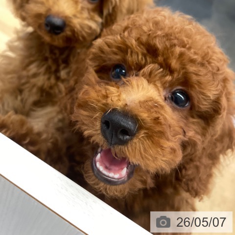 福岡県のトイプードル(トイ) (ペットプラス 小倉南店/2026年2月4日生まれ/男の子/レッド)の子犬の3枚目の画像