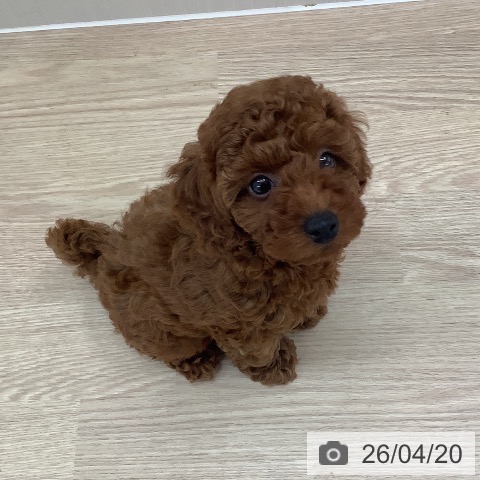 長崎県のトイプードル(トイ) (ペットプラス 長崎店/2026年2月4日生まれ/女の子/レッド)の子犬の4枚目の画像