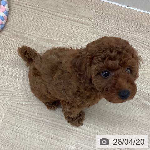 長崎県のトイプードル(トイ) (ペットプラス 長崎店/2026年2月4日生まれ/女の子/レッド)の子犬の3枚目の画像
