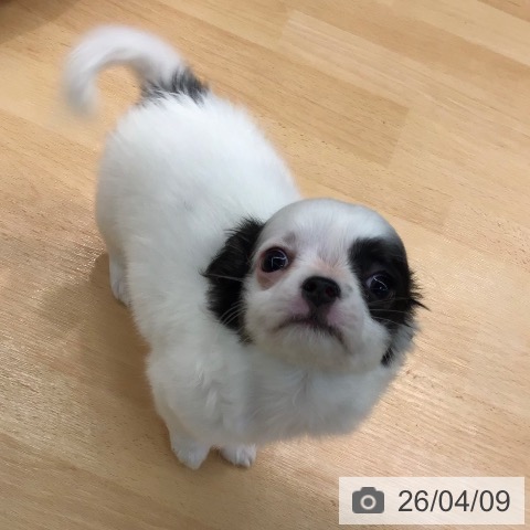 熊本県のチワワ(ロング) (ペットプラス 熊本店/2026年2月1日生まれ/女の子/ホワイトブラックタン)の子犬の4枚目の画像