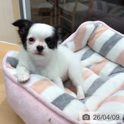 熊本県のチワワ(ロング) (ペットプラス 熊本店/2026年2月1日生まれ/女の子/ホワイトブラックタン)の子犬の3枚目の画像