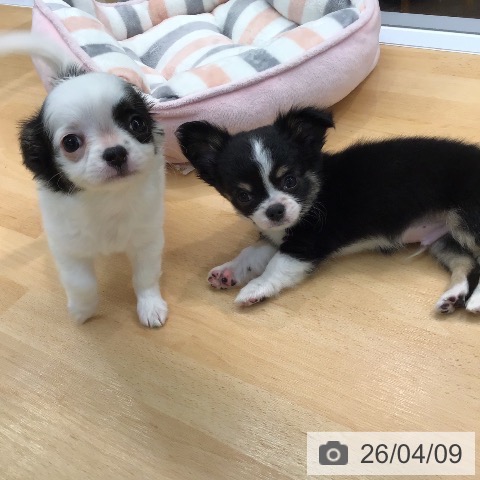 福岡県のチワワ(ロング) (ペットプラス 八幡東店/2026年2月1日生まれ/女の子/ホワイトブラックタン)の子犬の4枚目の画像