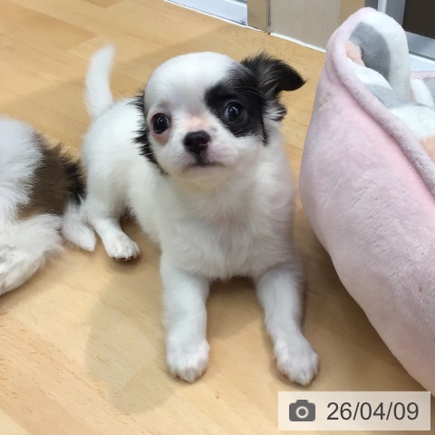福岡県のチワワ(ロング) (ペットプラス 八幡東店/2026年2月1日生まれ/女の子/ホワイトブラックタン)の子犬の3枚目の画像