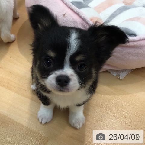 熊本県のチワワ(ロング) (ペットプラス 熊本店/2026年2月1日生まれ/男の子/ブラックタンホワイトマーキングス)の子犬の3枚目の画像