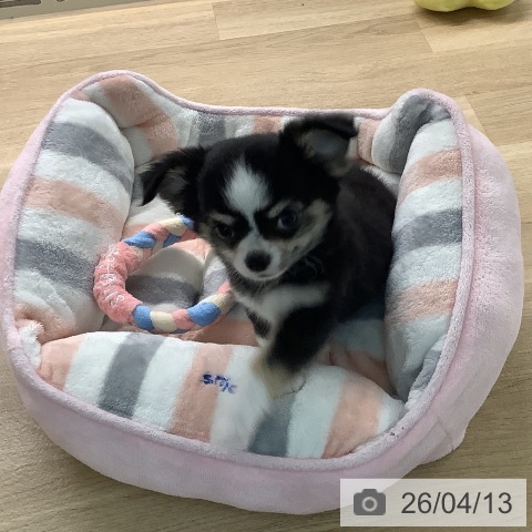 宮崎県のチワワ(ロング) (ペットプラス 宮崎店/2026年2月1日生まれ/男の子/ブラックタンホワイトマーキングス)の子犬の4枚目の画像