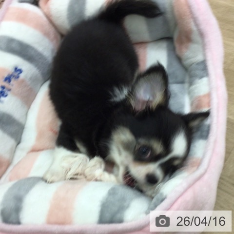 宮崎県のチワワ(ロング) (ペットプラス 宮崎店/2026年2月1日生まれ/男の子/ブラックタンホワイトマーキングス)の子犬の3枚目の画像