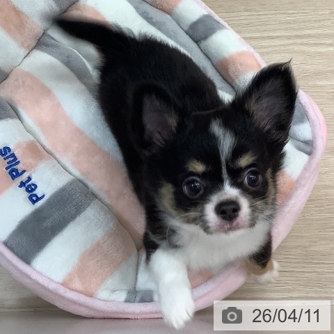 沖縄県のチワワ(ロング) (ペットプラス 南風原店/2026年2月1日生まれ/女の子/ブラックタンホワイトマーキングス)の子犬の3枚目の画像