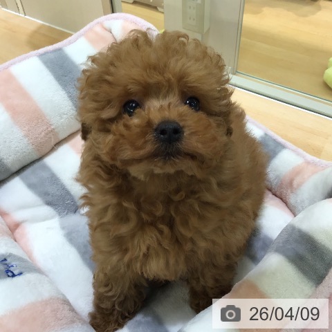 熊本県のトイプードル(トイ) (ペットプラス 熊本店/2026年2月1日生まれ/男の子/アプリコット)の子犬の3枚目の画像