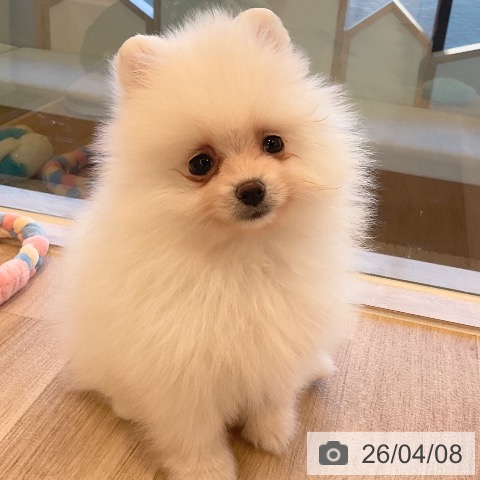 ポメラニアンの写真