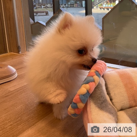 ポメラニアンの写真