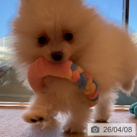 ポメラニアンの写真