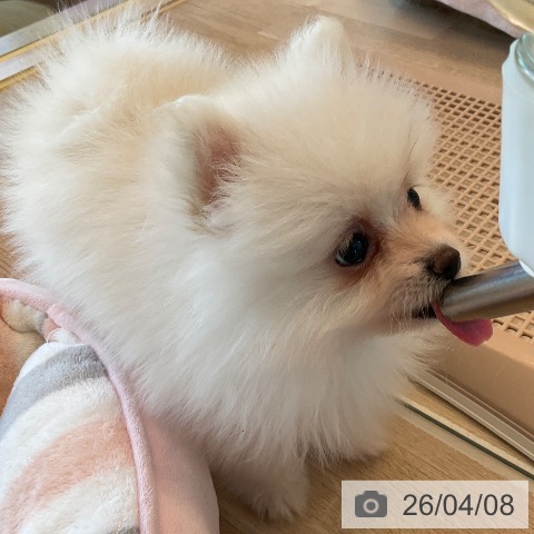 ポメラニアンの写真