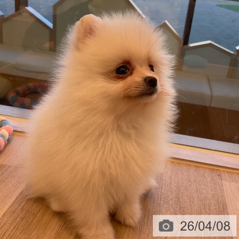 ポメラニアンの写真