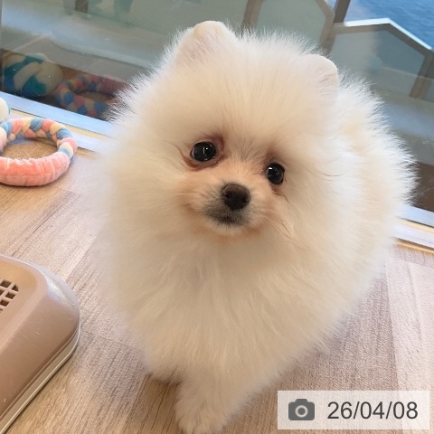 ポメラニアンの写真