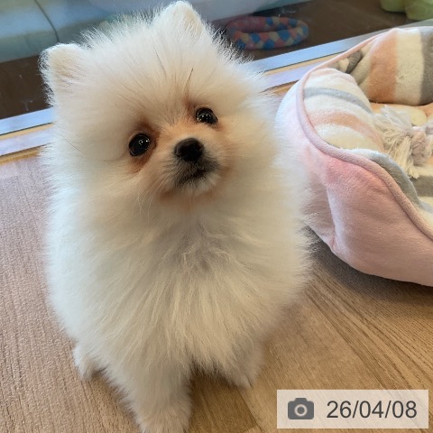 ポメラニアンの写真