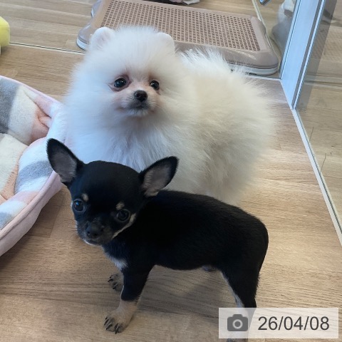 ポメラニアンの写真