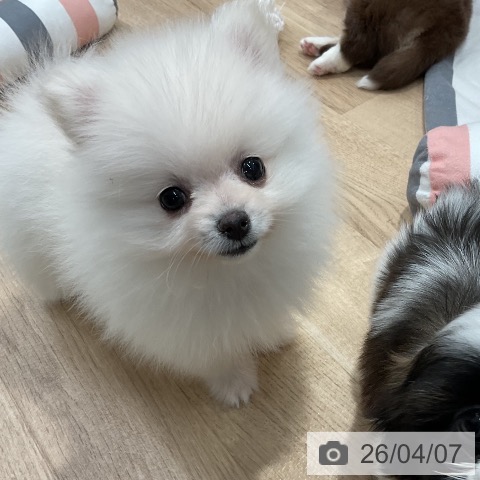ポメラニアンの写真
