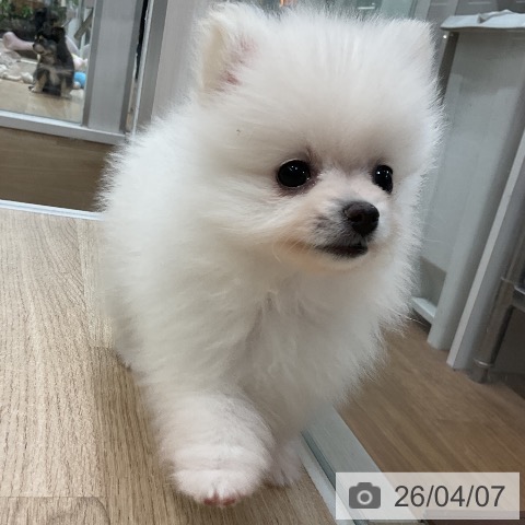 ポメラニアンの写真
