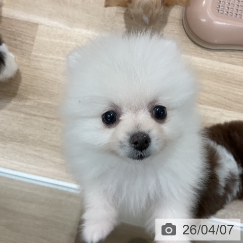 ポメラニアンの写真