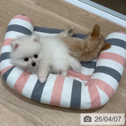 ポメラニアンの写真