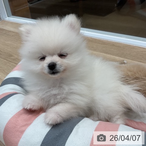 ポメラニアンの写真