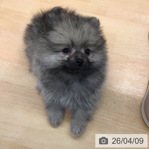 熊本県のポメラニアン (ペットプラス 熊本店/2026年2月4日生まれ/女の子/ウルフセーブル)の子犬の3枚目の画像