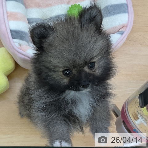福岡県のポメラニアン (ペットプラス 福岡店/2026年2月4日生まれ/女の子/ウルフセーブル)の子犬の4枚目の画像