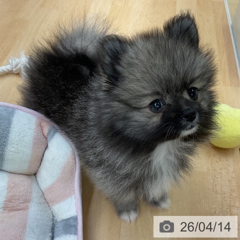 福岡県のポメラニアン (ペットプラス 福岡店/2026年2月4日生まれ/女の子/ウルフセーブル)の子犬の3枚目の画像