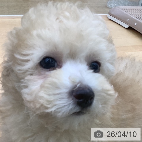 トイ・プードルの写真