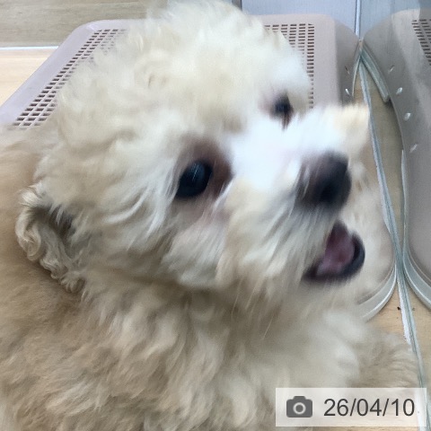 トイ・プードルの写真