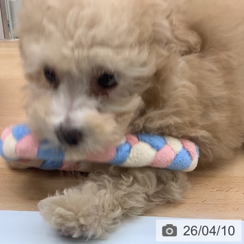 トイ・プードルの写真