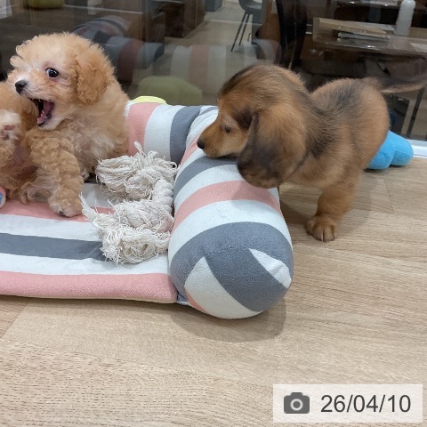 トイ・プードルの写真