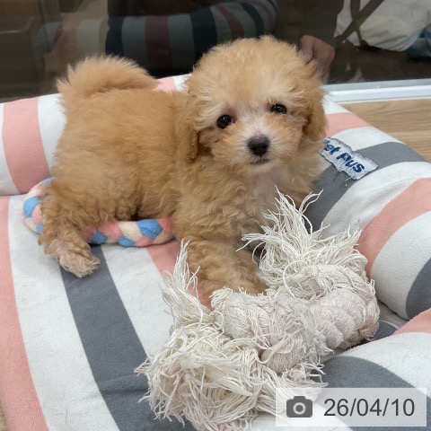 トイ・プードルの写真