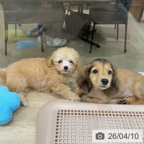 トイ・プードルの写真