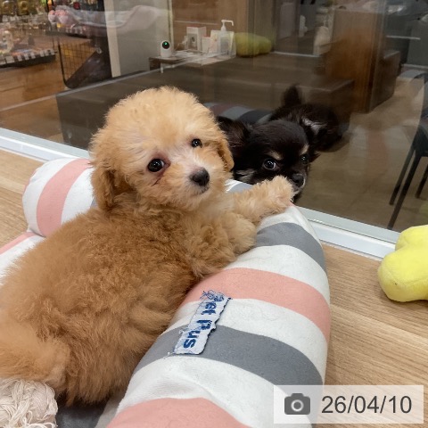 トイ・プードルの写真