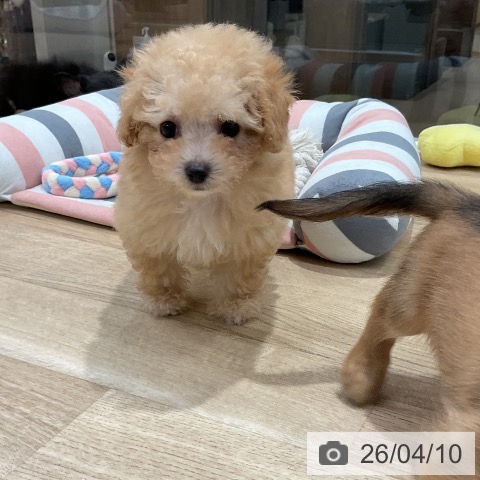 トイ・プードルの写真