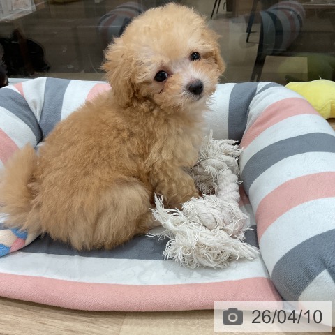 トイ・プードルの写真