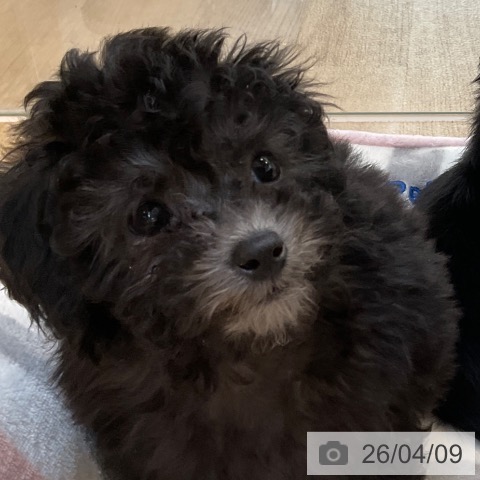 トイ・プードルの写真