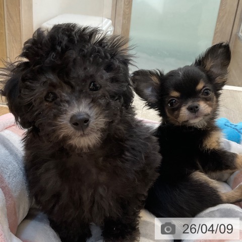 トイ・プードルの写真