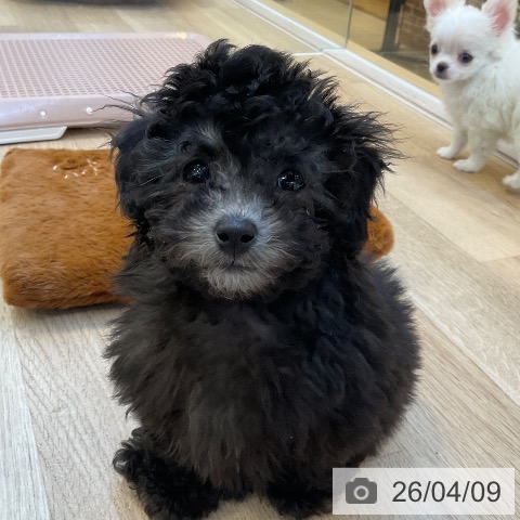 トイ・プードルの写真